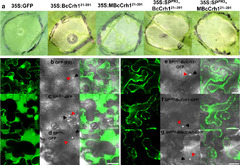 The Botrytis cinerea Crh1 transglycosylase is a cytoplasmic ...