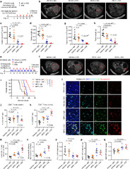 Glucocorticoid receptor regulates PD-L1 and MHC-I in pancreatic ...