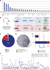 Human transcription factor protein interaction networks