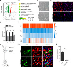 The Oligodendrocyte Transcription Factor 2 OLIG2 regulates ...