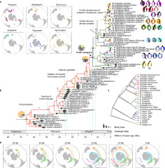 Genomic insights into the secondary aquatic transition of penguins ...