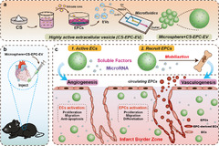 Extracellular vesicles