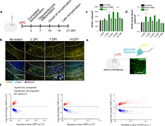 Astrocyte-oligodendrocyte interaction regulates central nervous ...