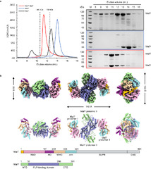 Maltose-binding protein