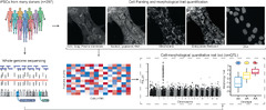 High-dimensional phenotyping to define the genetic basis of ...