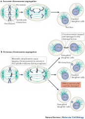 Short- and long-term effects of chromosome mis-segregation and ...