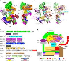 Structure of human BAF complex