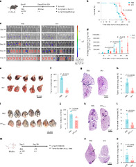 Influenza-trained mucosal-resident alveolar macrophages confer ...