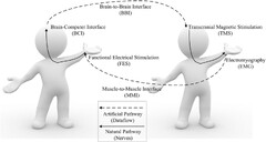 Human-to-human closed-loop control based on brain-to-brain ...