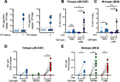 T cell-tropic HIV efficiently infects alveolar macrophages through ...