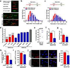 Targeting the DNA replication stress phenotype of KRAS mutant ...