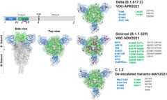 Correlating the differences in the receptor binding domain of SARS ...