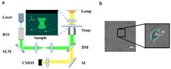 Deep learning-based method for analyzing the optically trapped ...