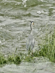 Grey heron