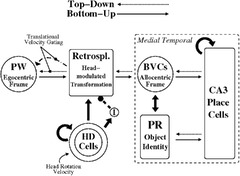 From spatial navigation via visual construction to episodic memory ...