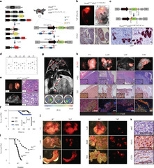 Interferon signaling promotes tolerance to chromosomal instability ...