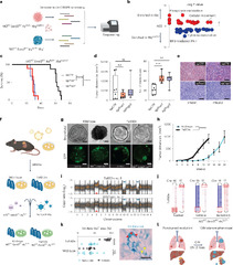 Interferon signaling promotes tolerance to chromosomal instability ...