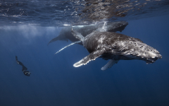 Underwater Landscape Humpback Whale