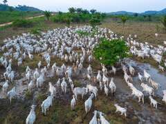 More than 800m Amazon trees felled in six years to meet beef demand