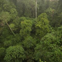 Danum Valley Conservation Area, Sabah, Malaysia