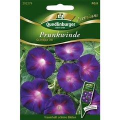 Prunkwinde, Grandpa Ott : Amazon.de: Garten