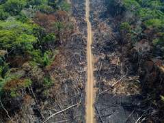 deforestation of the Amazon Rainforest (Amazon Rainforest)