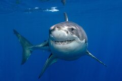 Underwater Shark Fish Animal Great White Shark Ultra ...