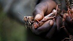 Erratic weather fueled by climate change will worsen locust ...