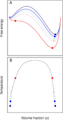 Protein conformation and biomolecular condensates