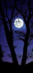 Night, dark, good, love, moon, moonlight, night sky, star, tree ...