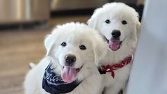 Great Pyrenees