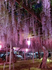 Ashikaga Flower Park