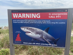 Great White Shark (Cape Cod National Seashore Shark Sign)