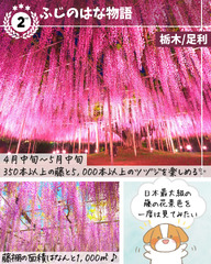 Ashikaga Flower Park (Epoch Jigsaw Puzzle 10-806 Ashikaga Big Wisteria Floribunda Tochigi)