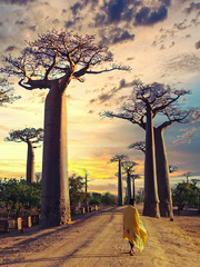 Baobab Avenue, Madagascar