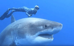 That Viral Video Of A Huge Great White Shark Has Spurred Quite A ...