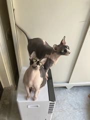 Sphynx cat