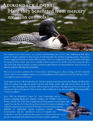 Loon (American Birding Association Field Guide to Birds of Maine)