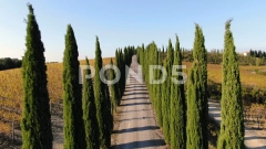 Aerial down road lined with Cypress Tree... | Stock Video | Pond5