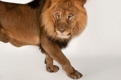 African lion, facts and photos