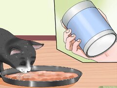 How to Feed Kittens: 14 Steps (with ) - wikiHow Pet