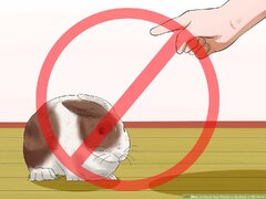 How to Teach Your Rabbit to Go Back to His Hutch: 13 Steps