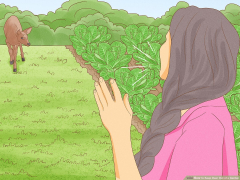 3 Ways to Keep Deer Out of a Garden - wikiHow Life