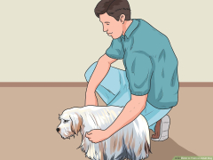 4 Ways to Train an Adult Dog - wikiHow