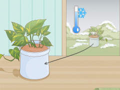 How to Care for a Pothos Plant: 8 Steps (with ) - wikiHow Life