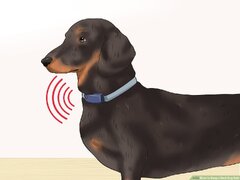 How to Keep a Deaf Dog Safe: 7 Steps (with ) - wikiHow Pet