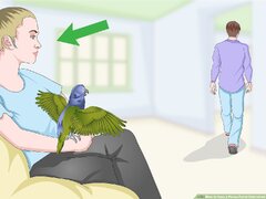 Pionus Parrot