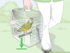 4 Ways to Deal with a Fearful or Stressed Senegal Parrot - wikiHow Pet