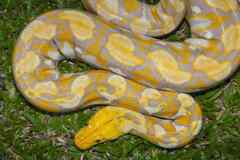 Reticulated python