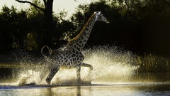 BEST GIRAFFE SAFARI AREAS - The Africa Adventure Company